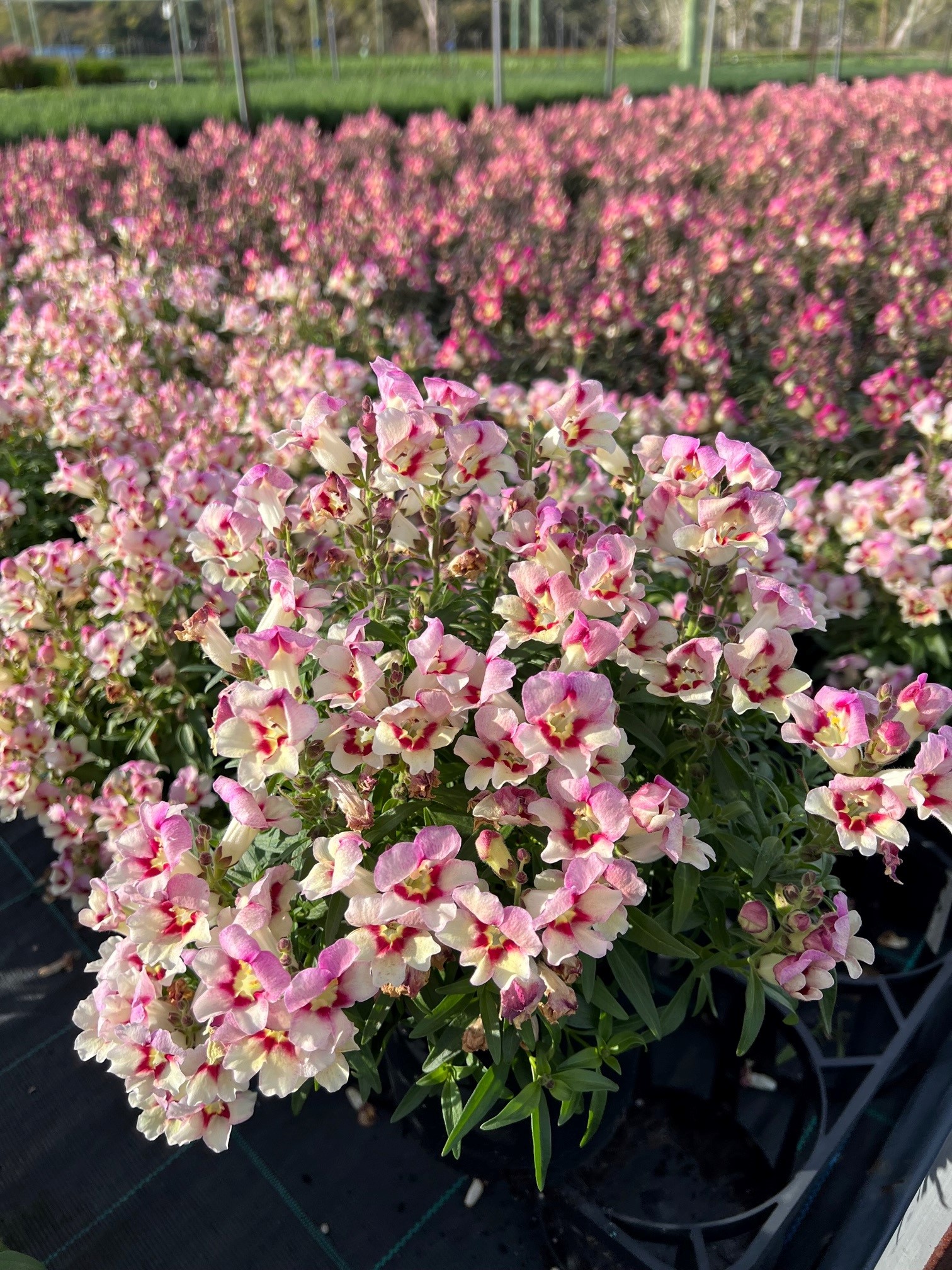 Antirrhinum Allura Mayant 175mm - Scotts Tubes